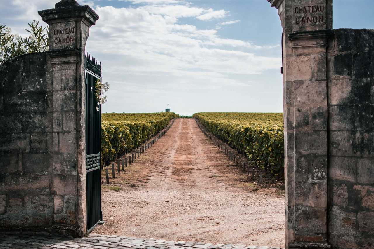 image of a vineyard